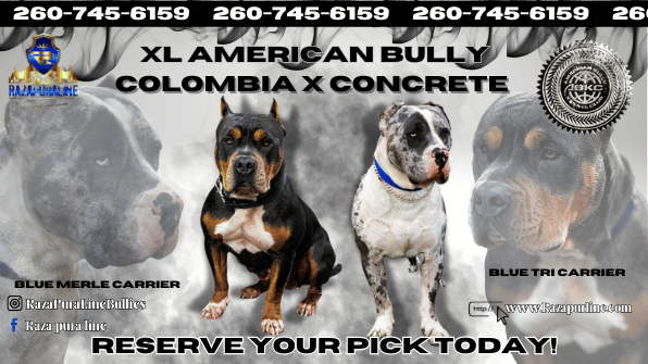 2025 XL American Bully Puppy Down Payment