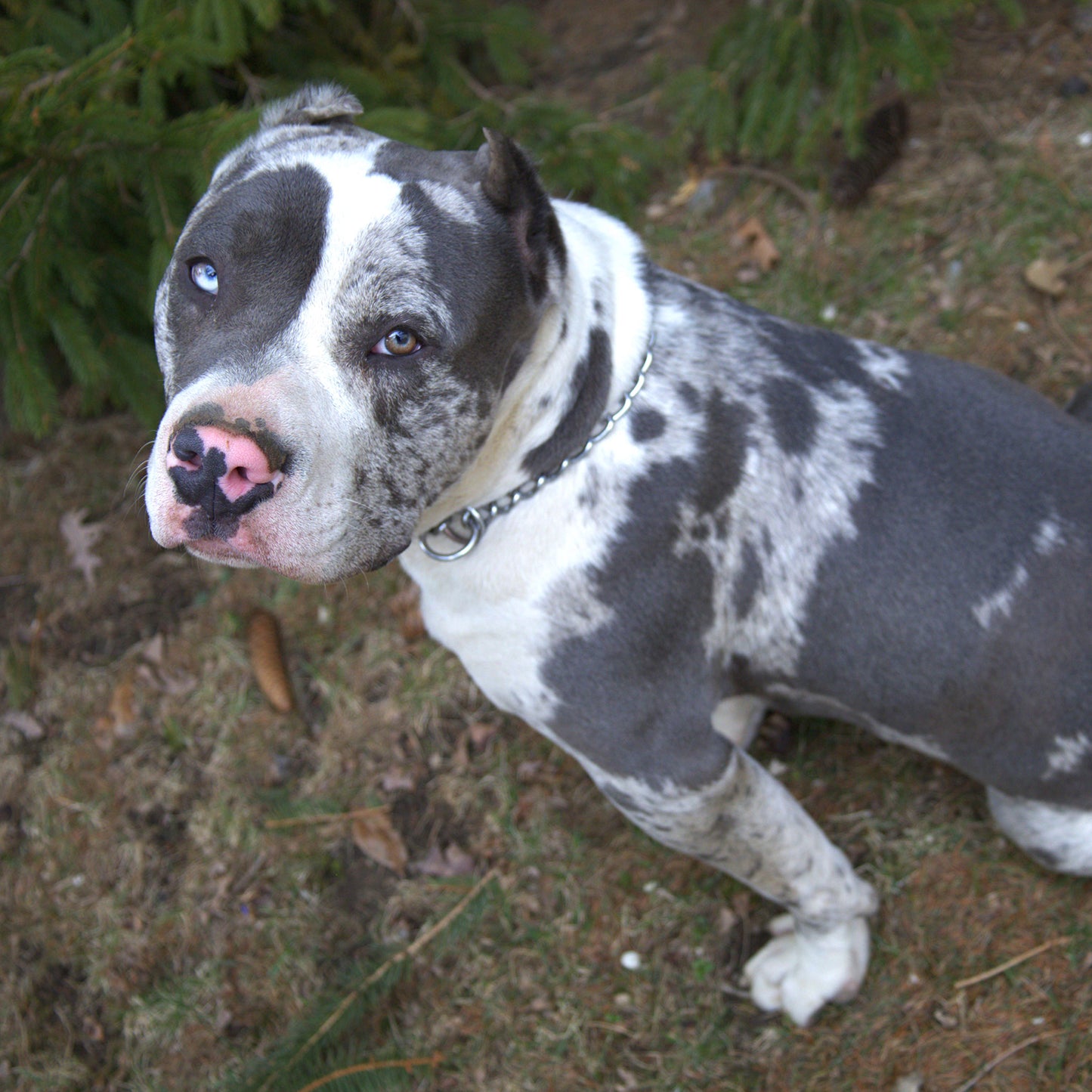 2025 XL American Bully Puppy Down Payment