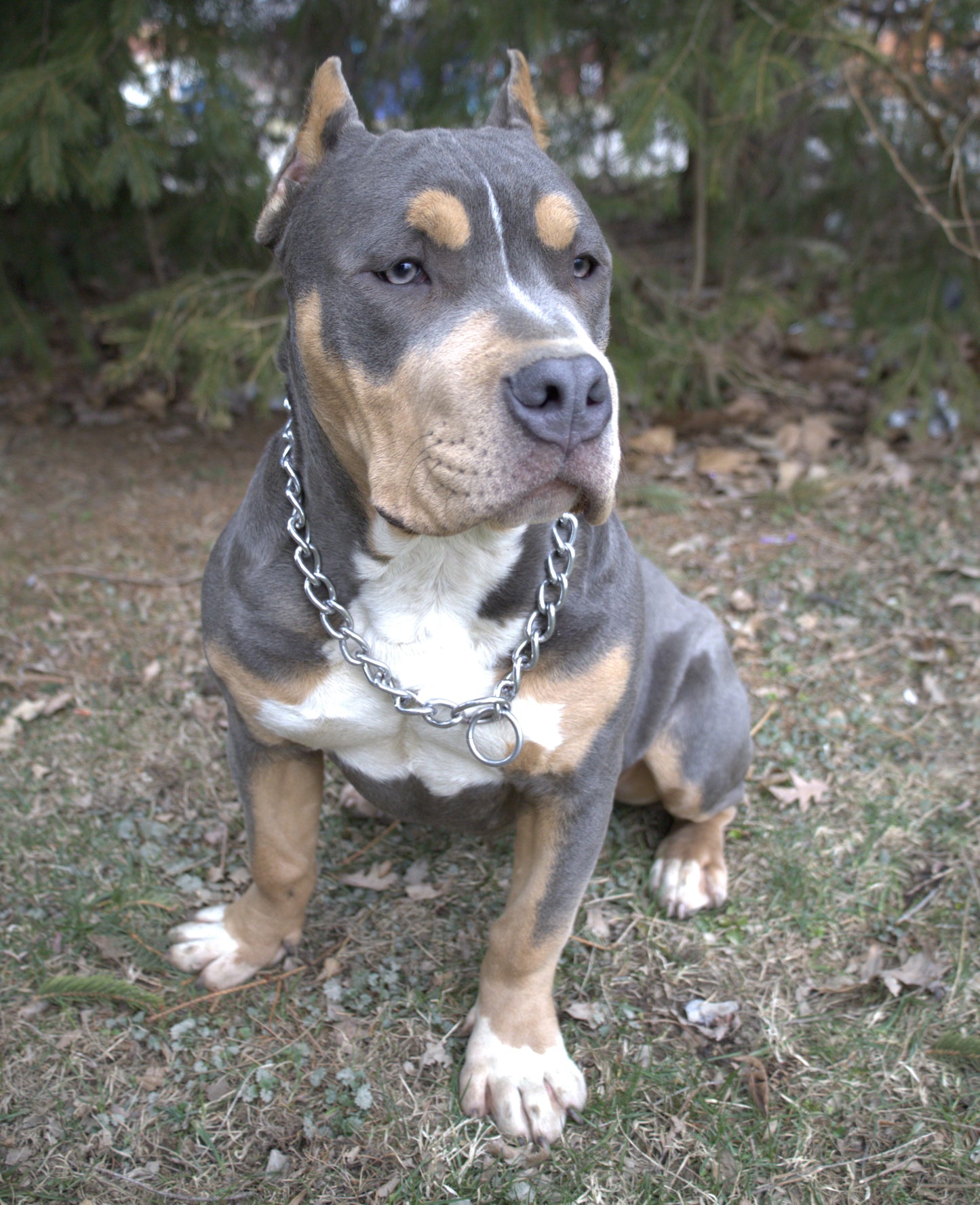 2025 XL American Bully Puppy Down Payment