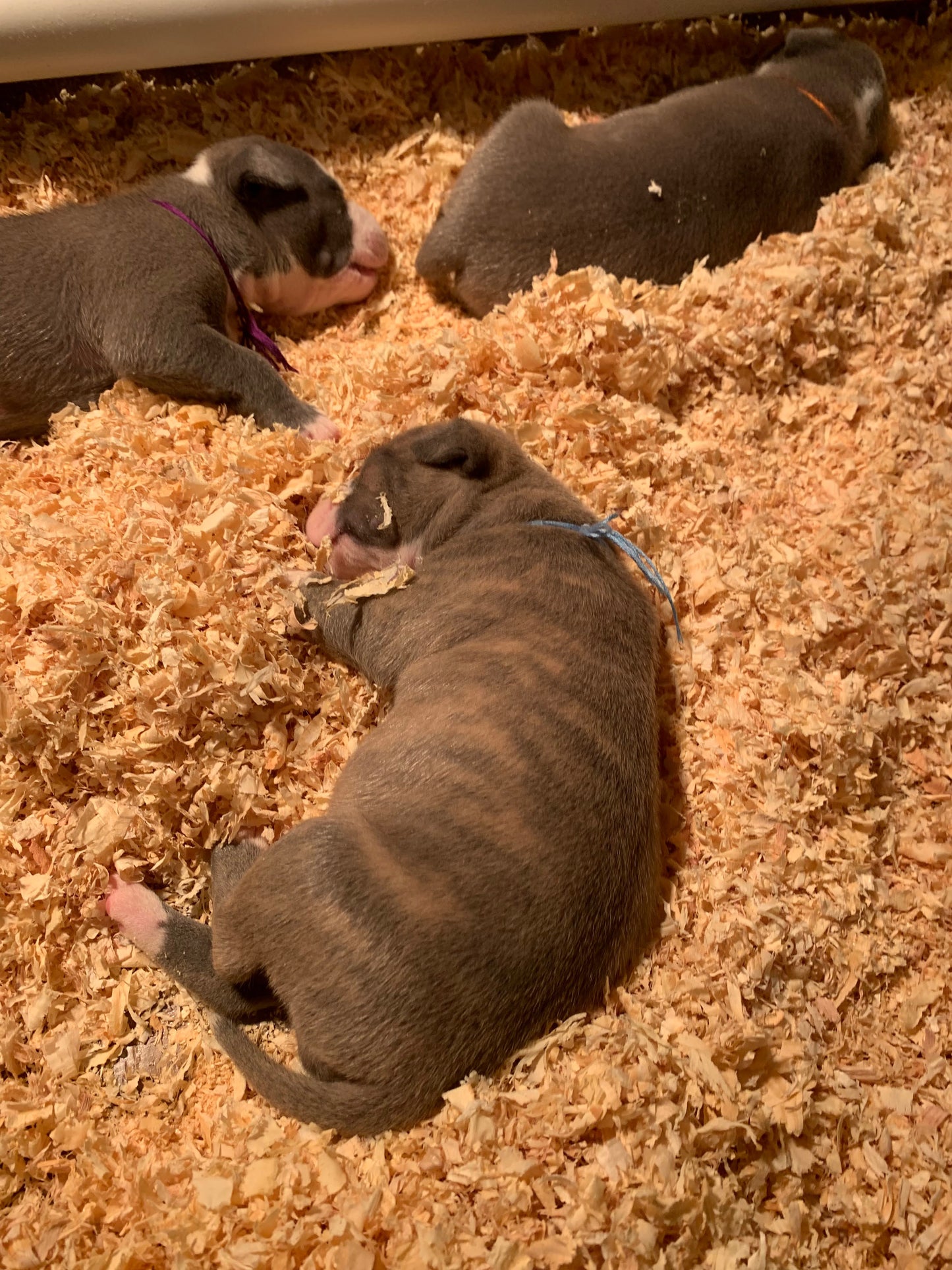 2024 American Bully Puppy Down payment