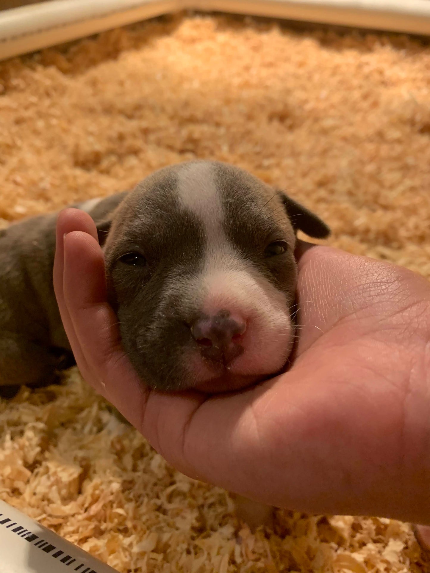 2024 American Bully Puppy Down payment