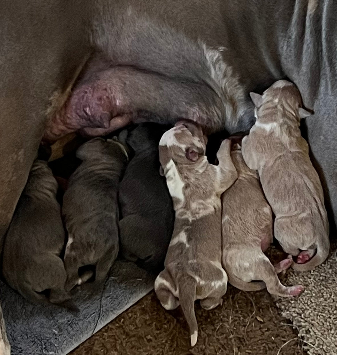 2024 American Bully Puppy Down payment